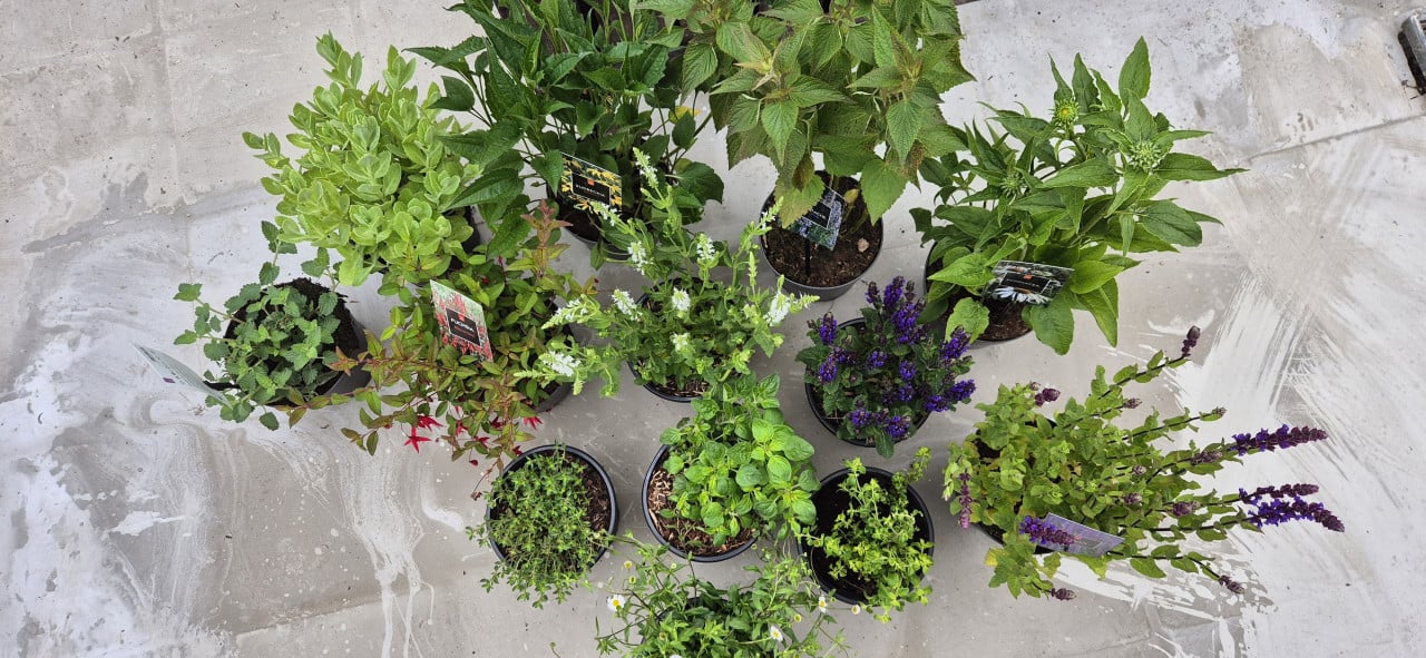 Vaste planten, verantwoord gekweekt.