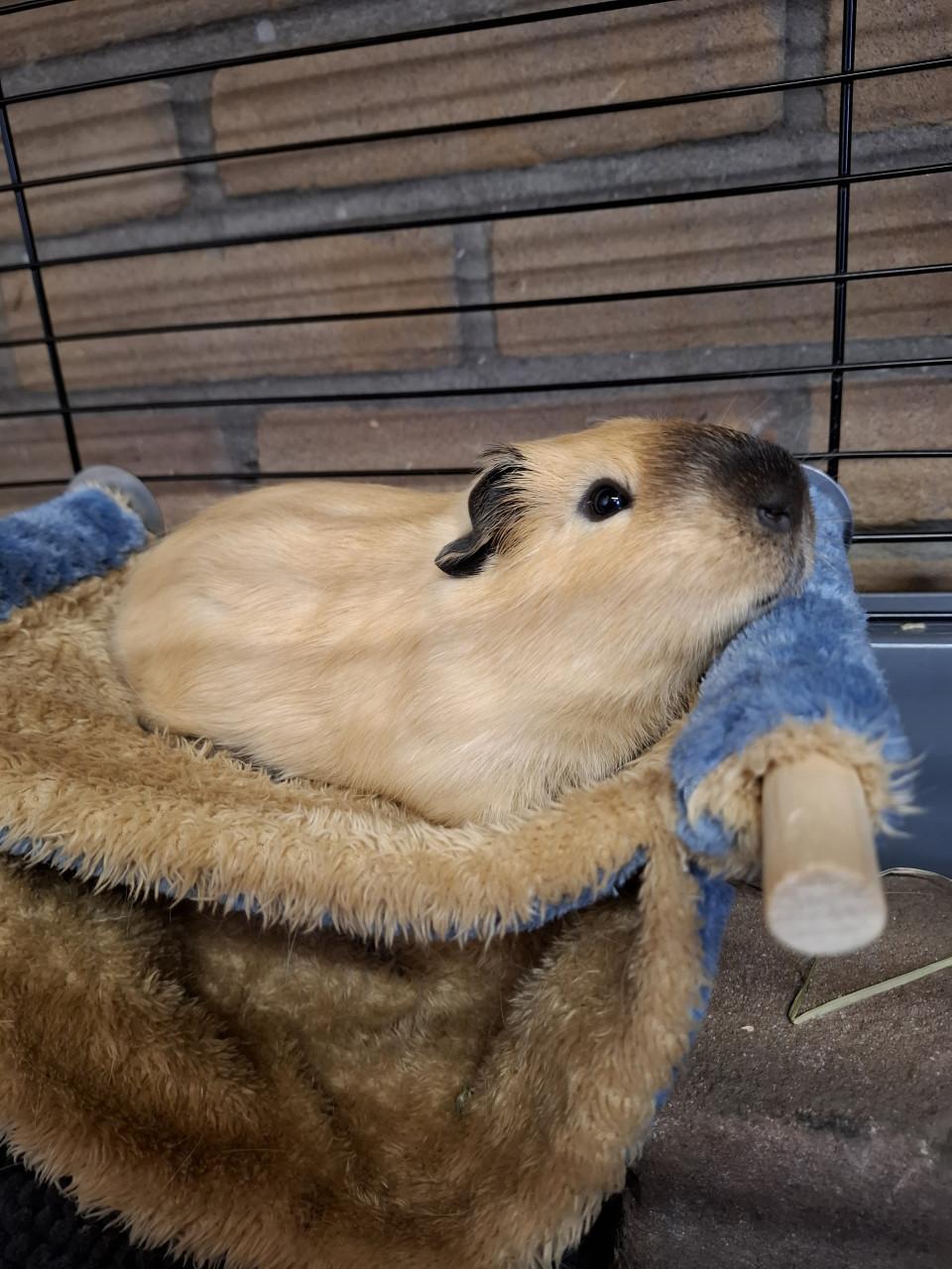 Lief tam cavia beertje 12 weken