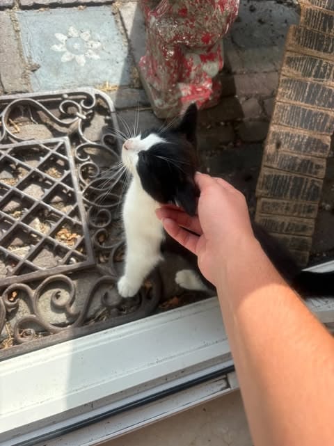 Kitten