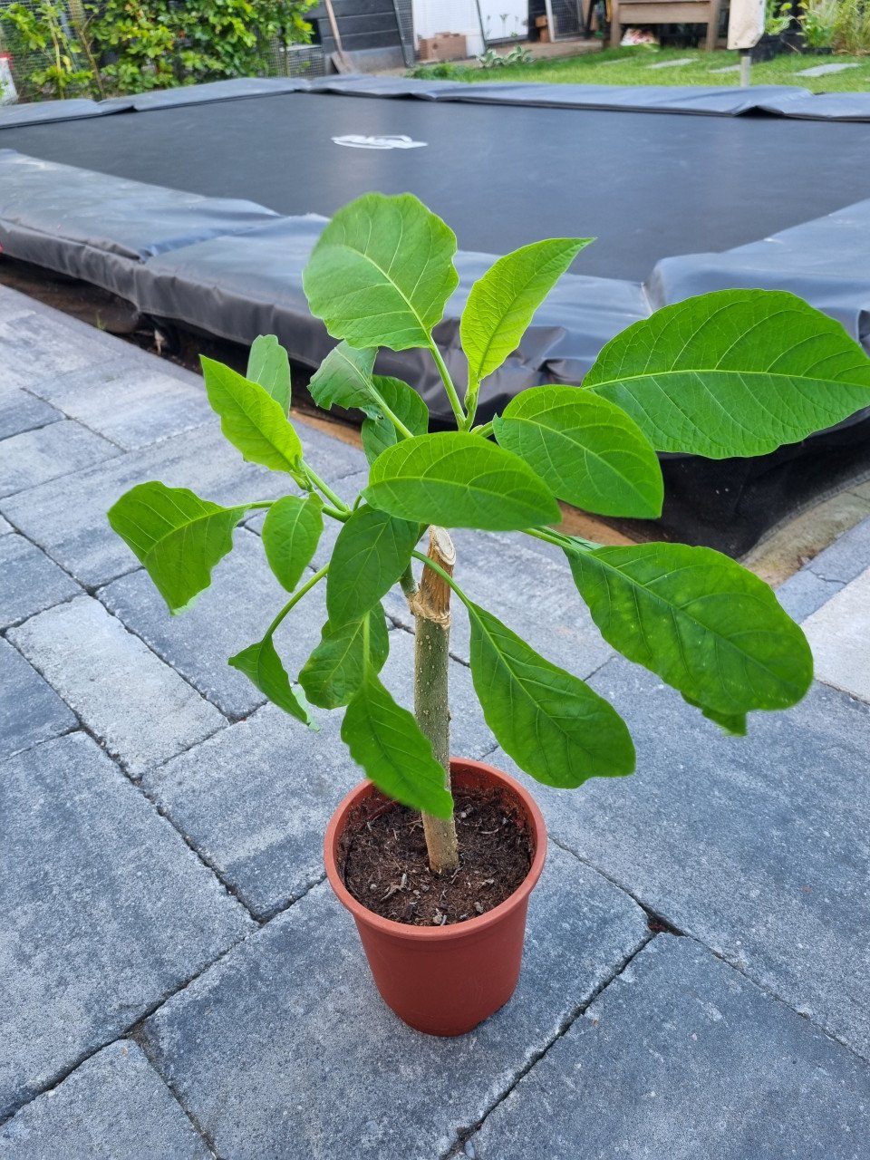 Brugmansia