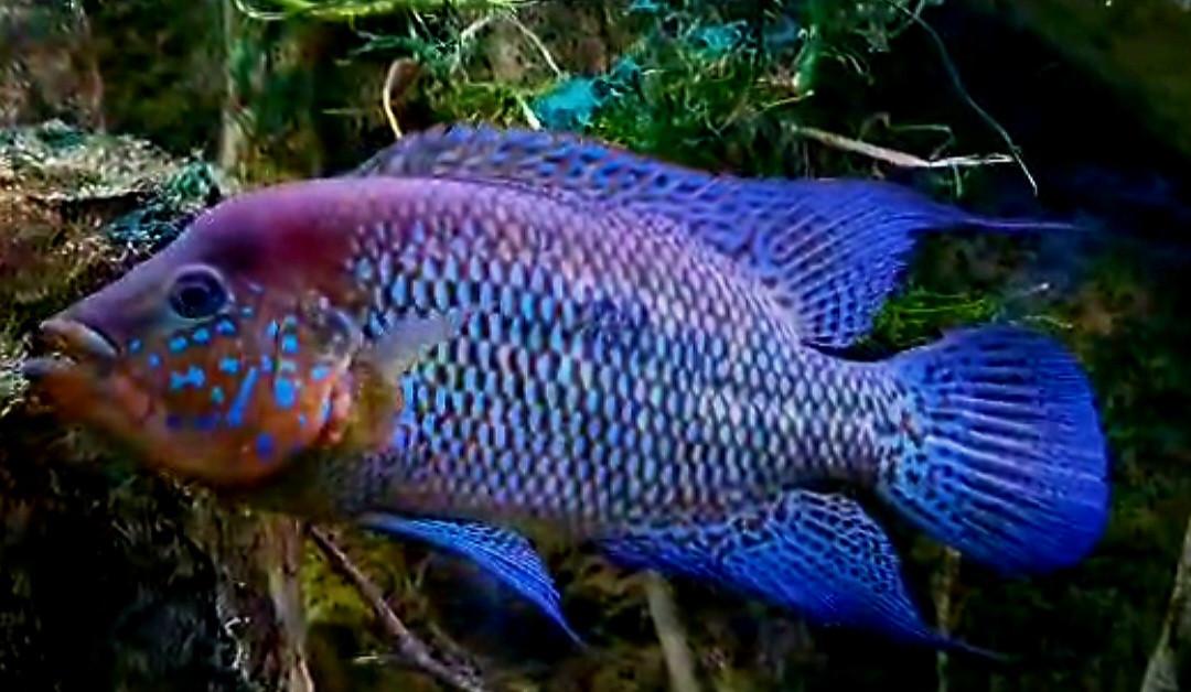 Kronoheros Umbriferus cichliden