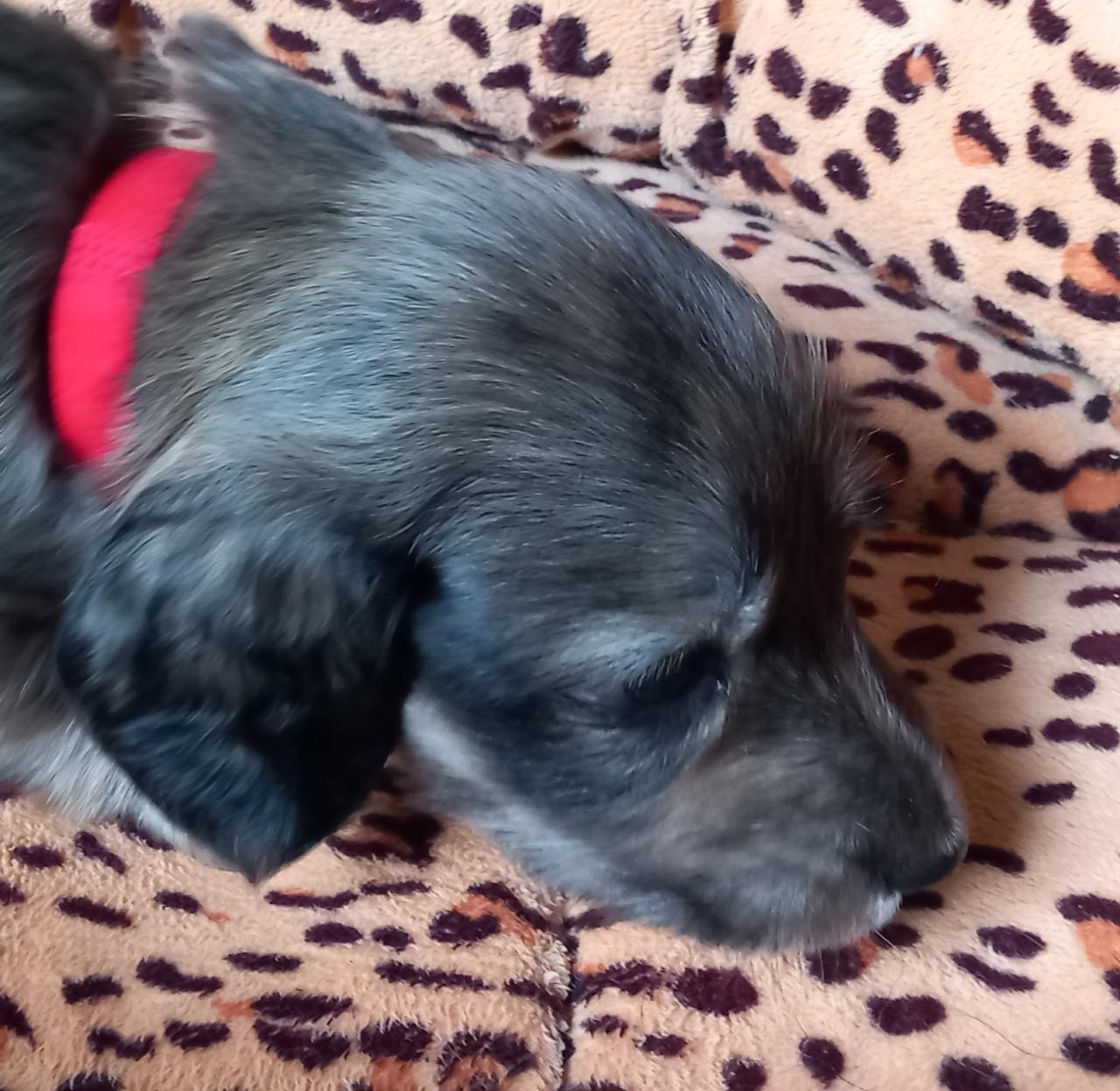 Teckelpuppies langharige