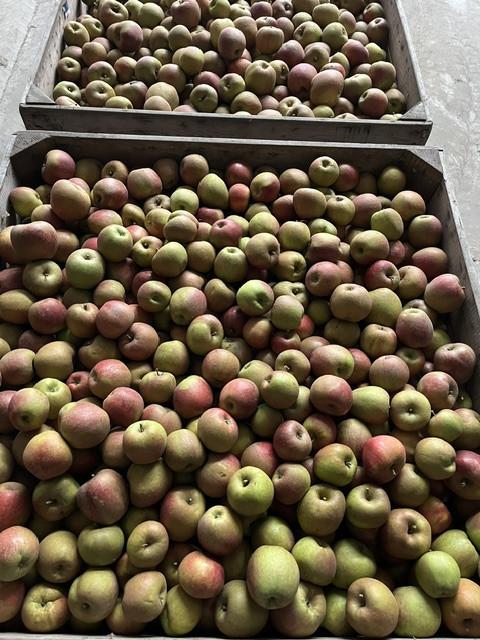 Goudreinette appels te koop