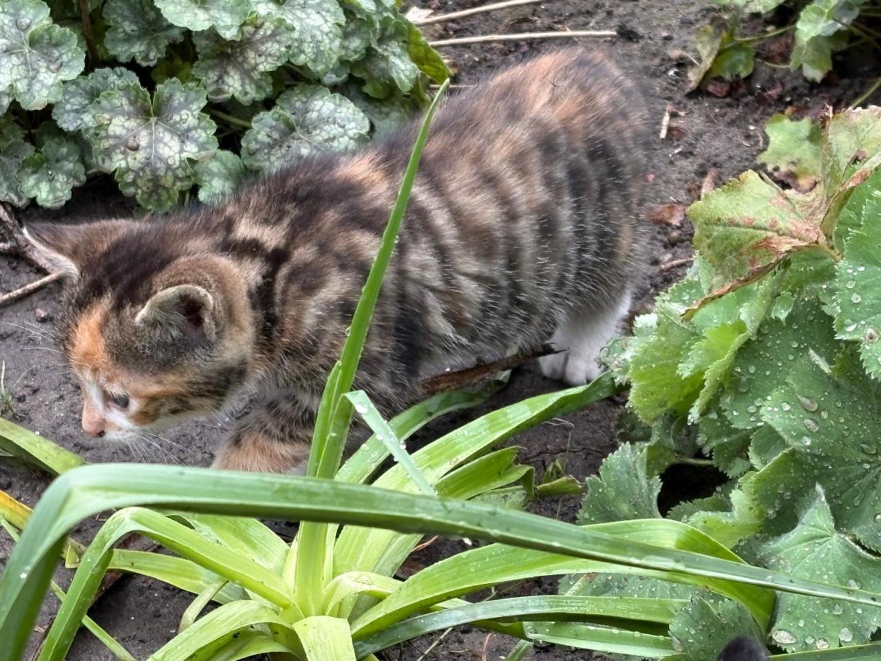 Kittens