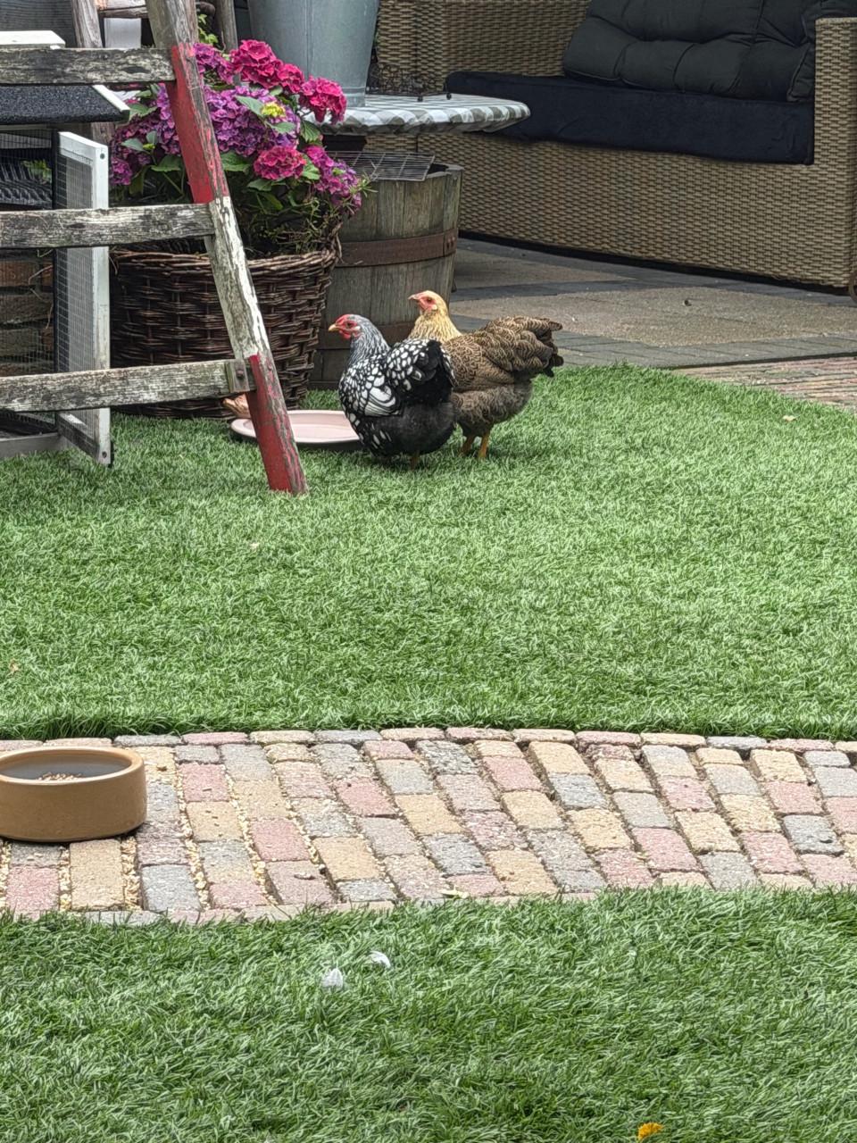 2 prachtige jonge Wyandotte kriel hennen