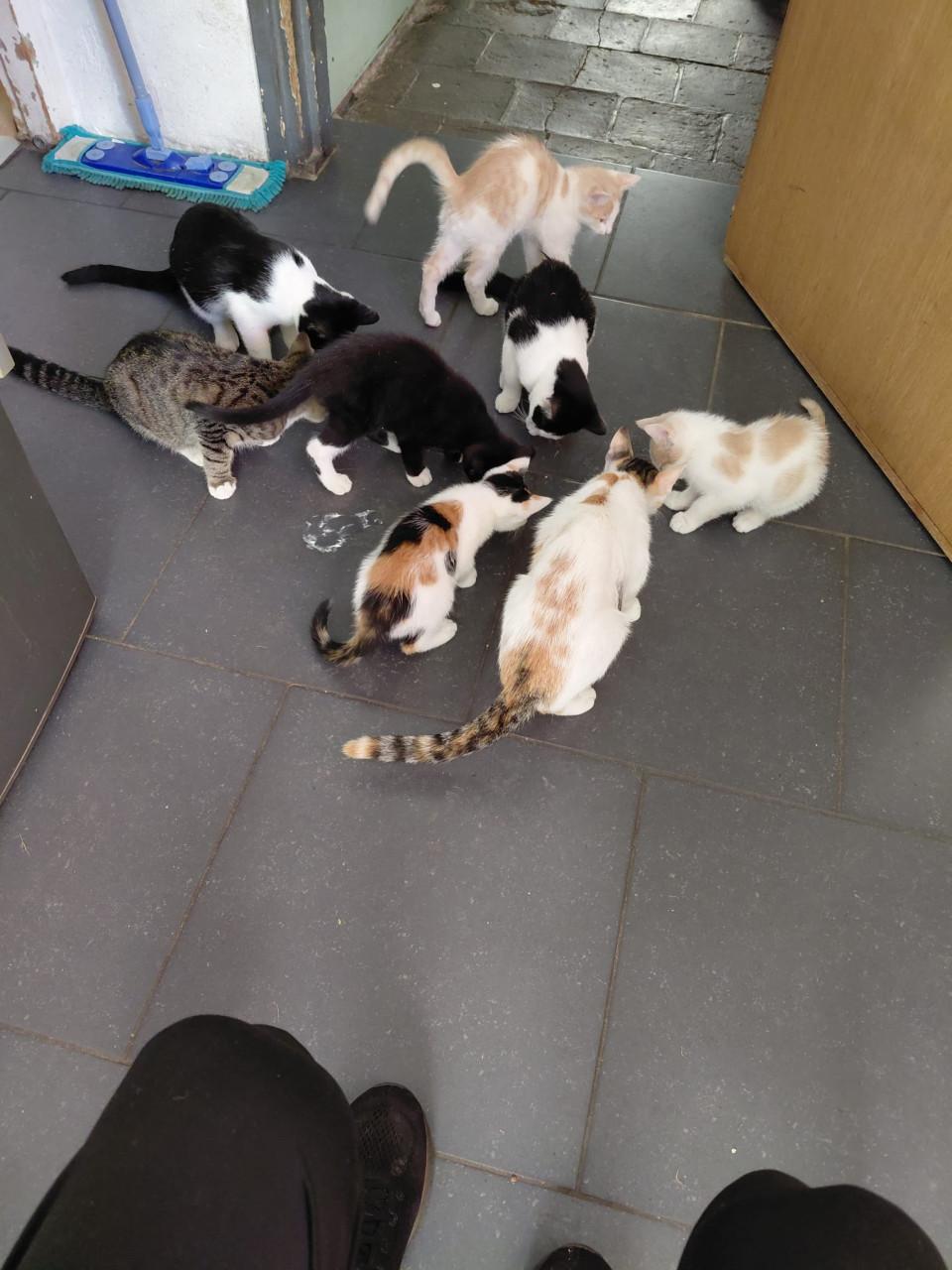Super lieve kittens