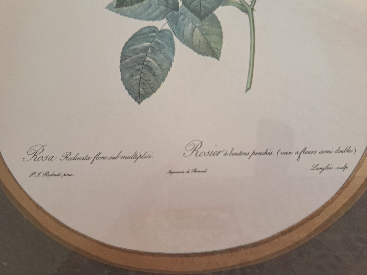 Twee Botanische afbeeldingen