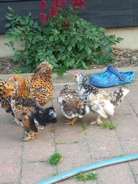 3 Ukkelse baardkriel kuikens
