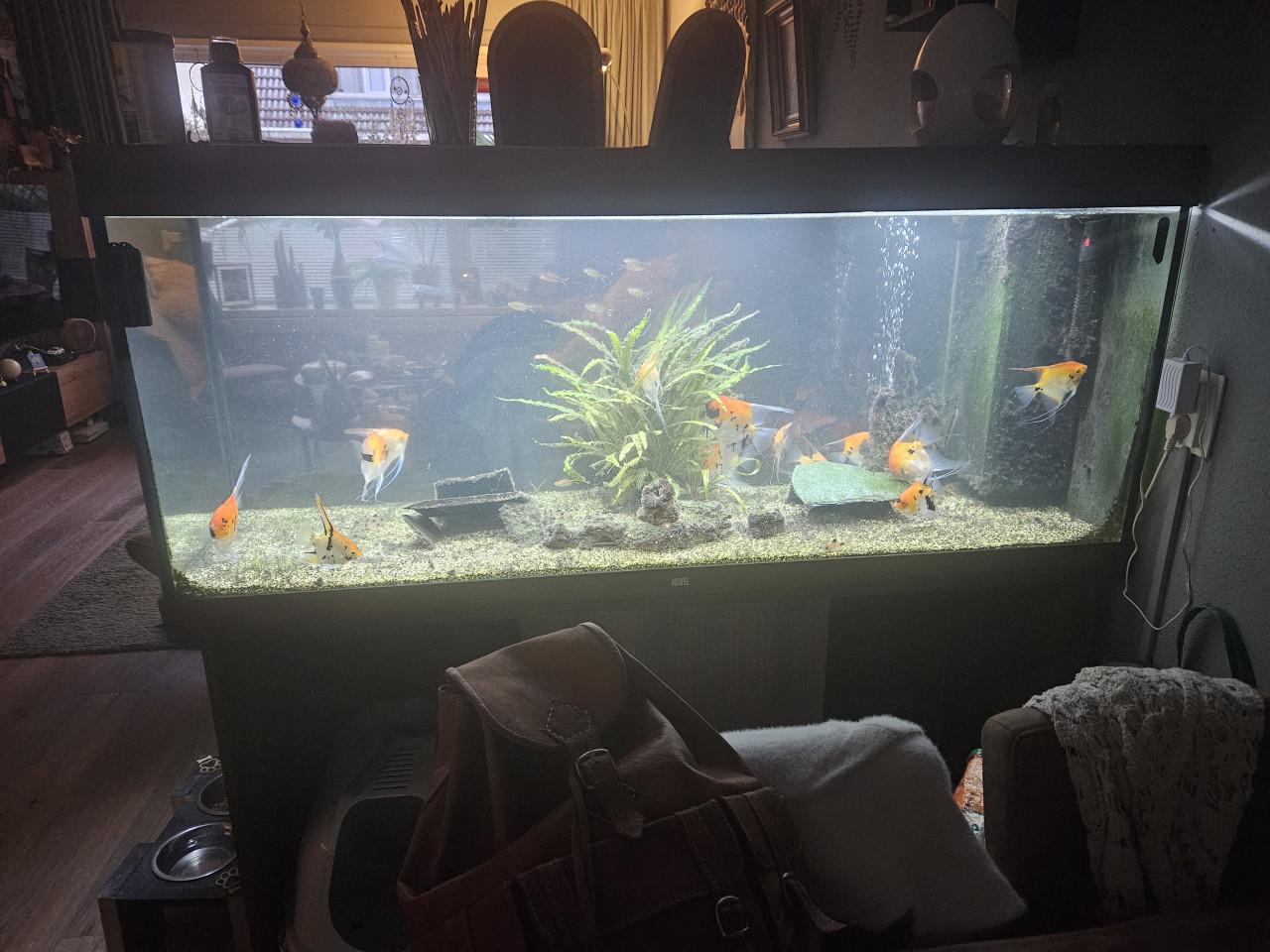 Juwel aquarium