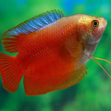 Colisa laila blood red koppel