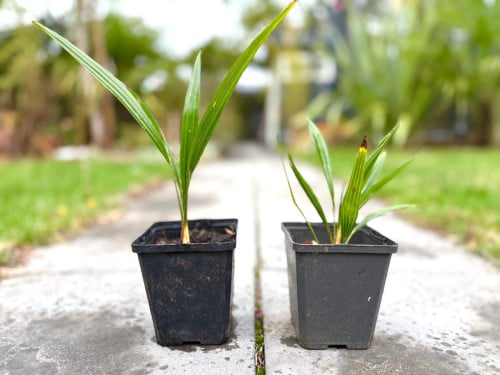 Palmbomen in pot