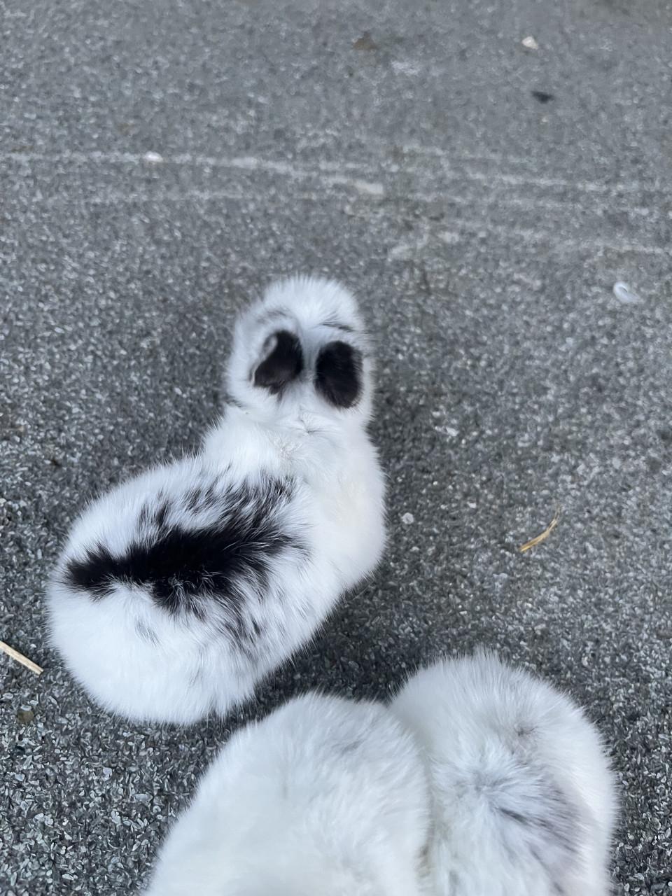 Baby konijntjes