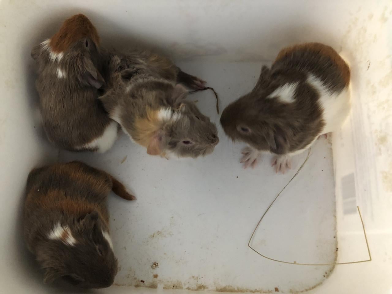 Schattige babycavia’s!!