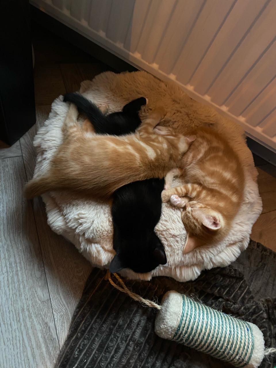 🐾 Kittens (ingeent, ontwormd, ontvlooid) op zoek naar een gouden mandje 🐾