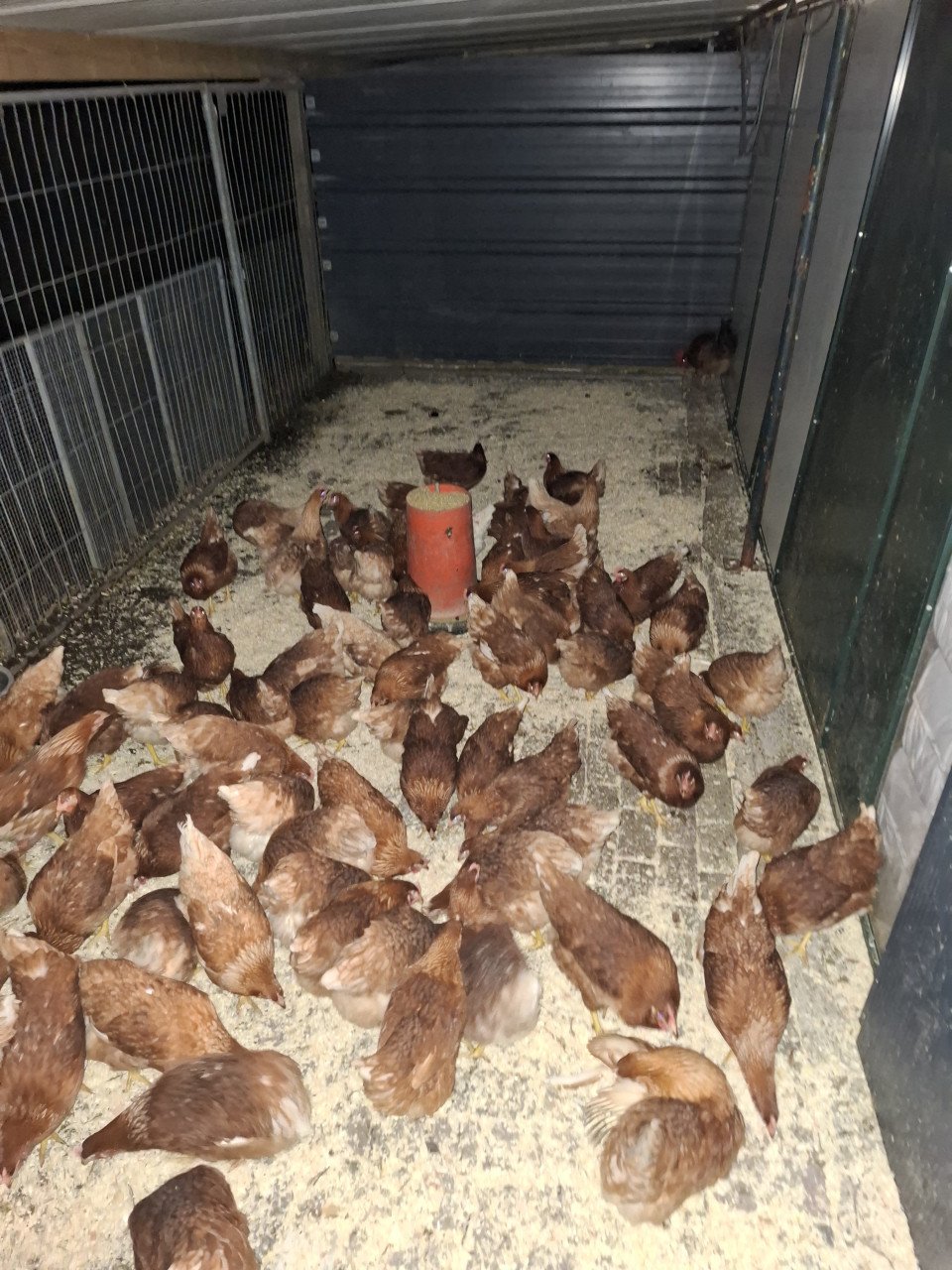 Legkippen, krielkippen, sierkippen, grote keuze uit allerlei rassen