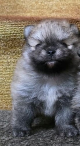 Dwergkeeshond (pomeriaan)puppy