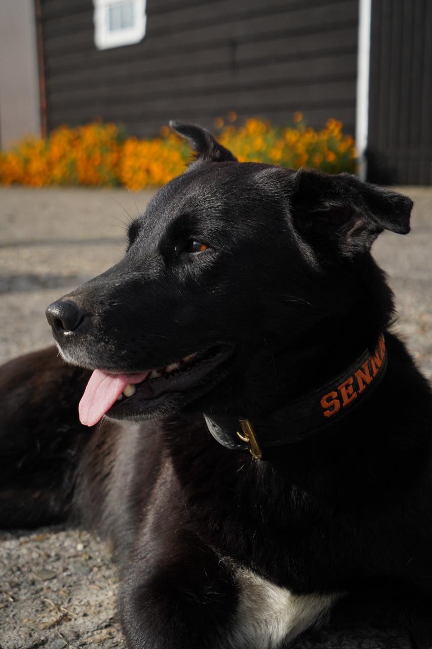 Puppy’s gekruisd met Labrador