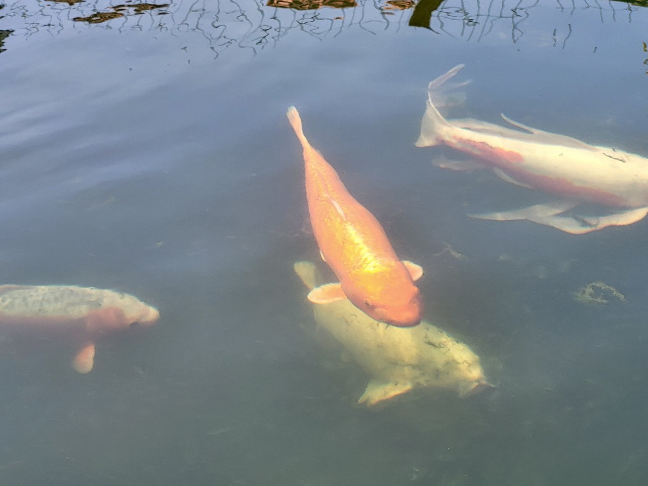 Koi's verkoop