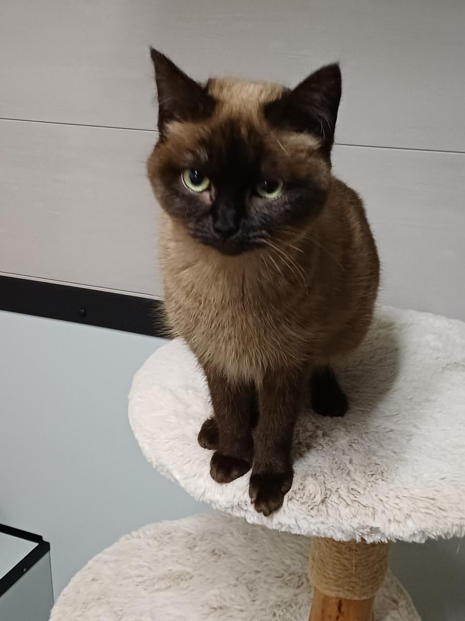 Super lieve aanhankelijke Brits Korthaar poes zoekt een nieuw huisje.