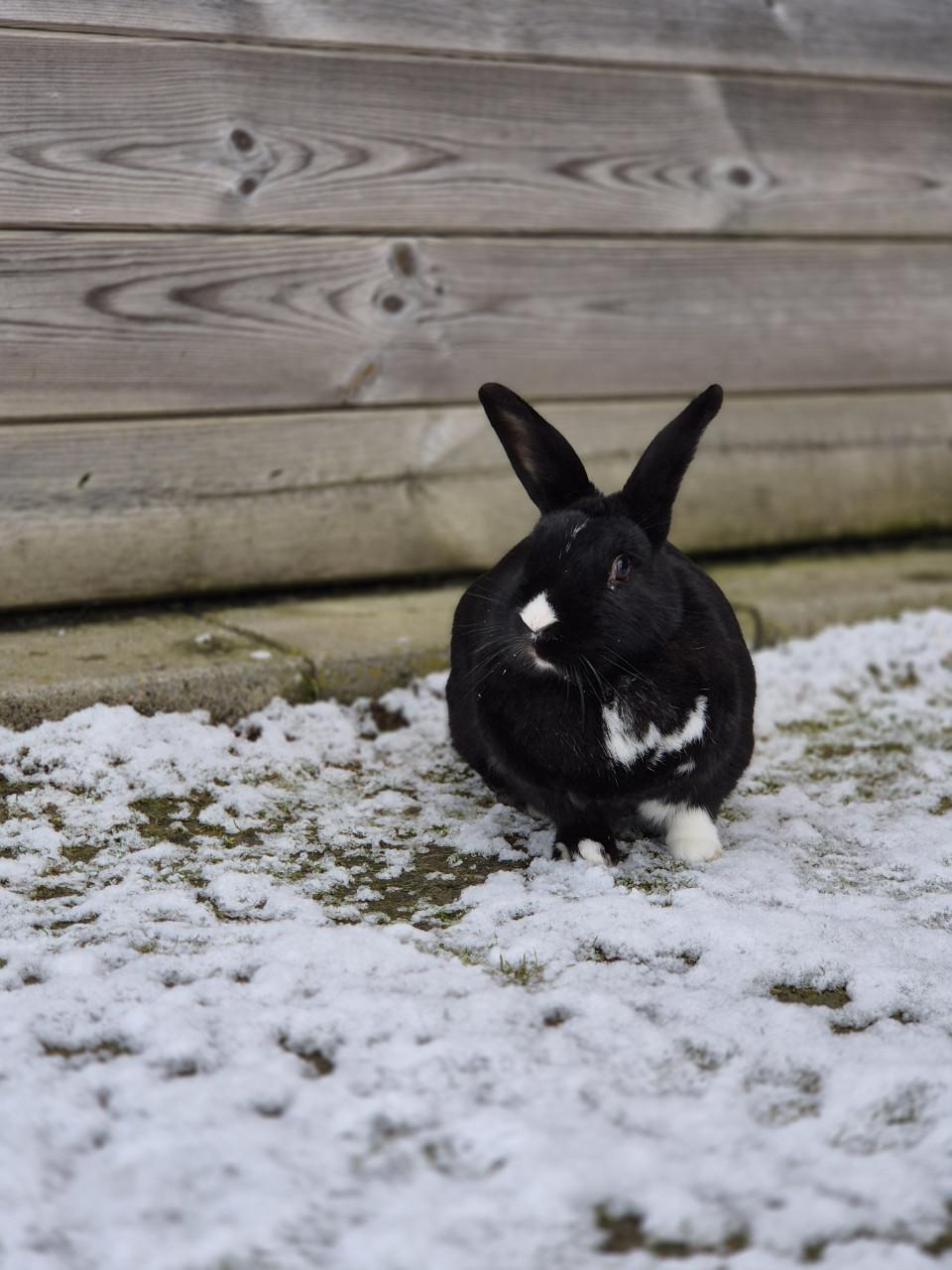 Konijn zoekt nieuw baasje
