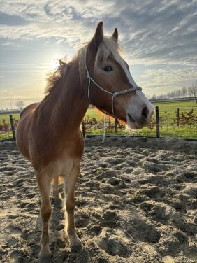 Haflinger merrie te koop