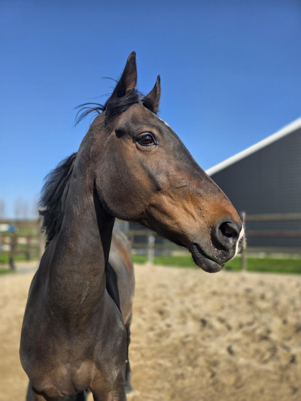 Lieve merrie zoekt pensioenplek