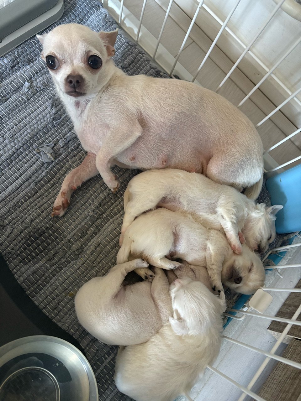 Chihuahua puppies