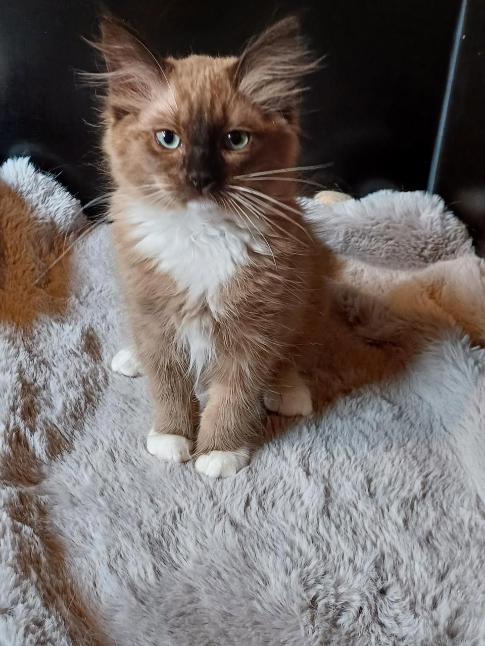 Mooie Ragdoll (dek)kater (helemaal getest)