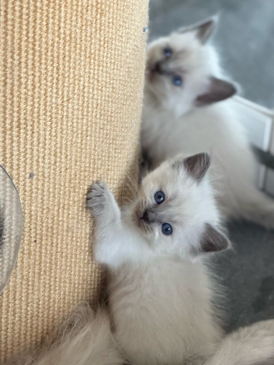 Ragdoll x Nebelung poesjes en katertjes kittens