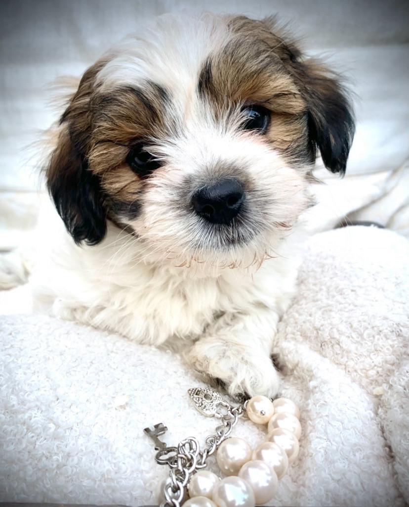 ShihTzu/ Maltezer pups