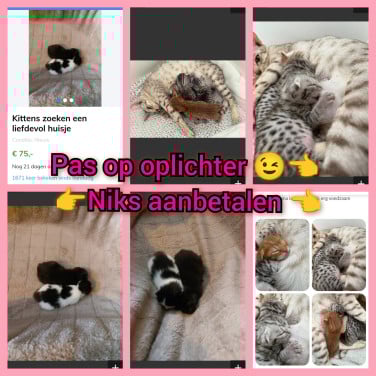 Hier geen kittens aanbetalen 😉👈 heeft verschillende nestjes 🫣