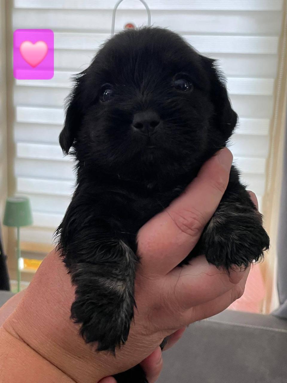 Shih tzu pup