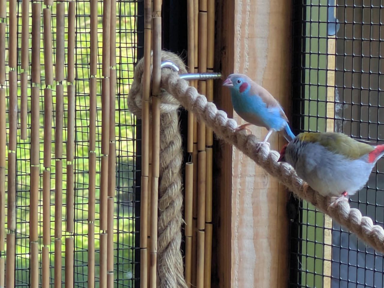 Roodwang blauwfazantje man