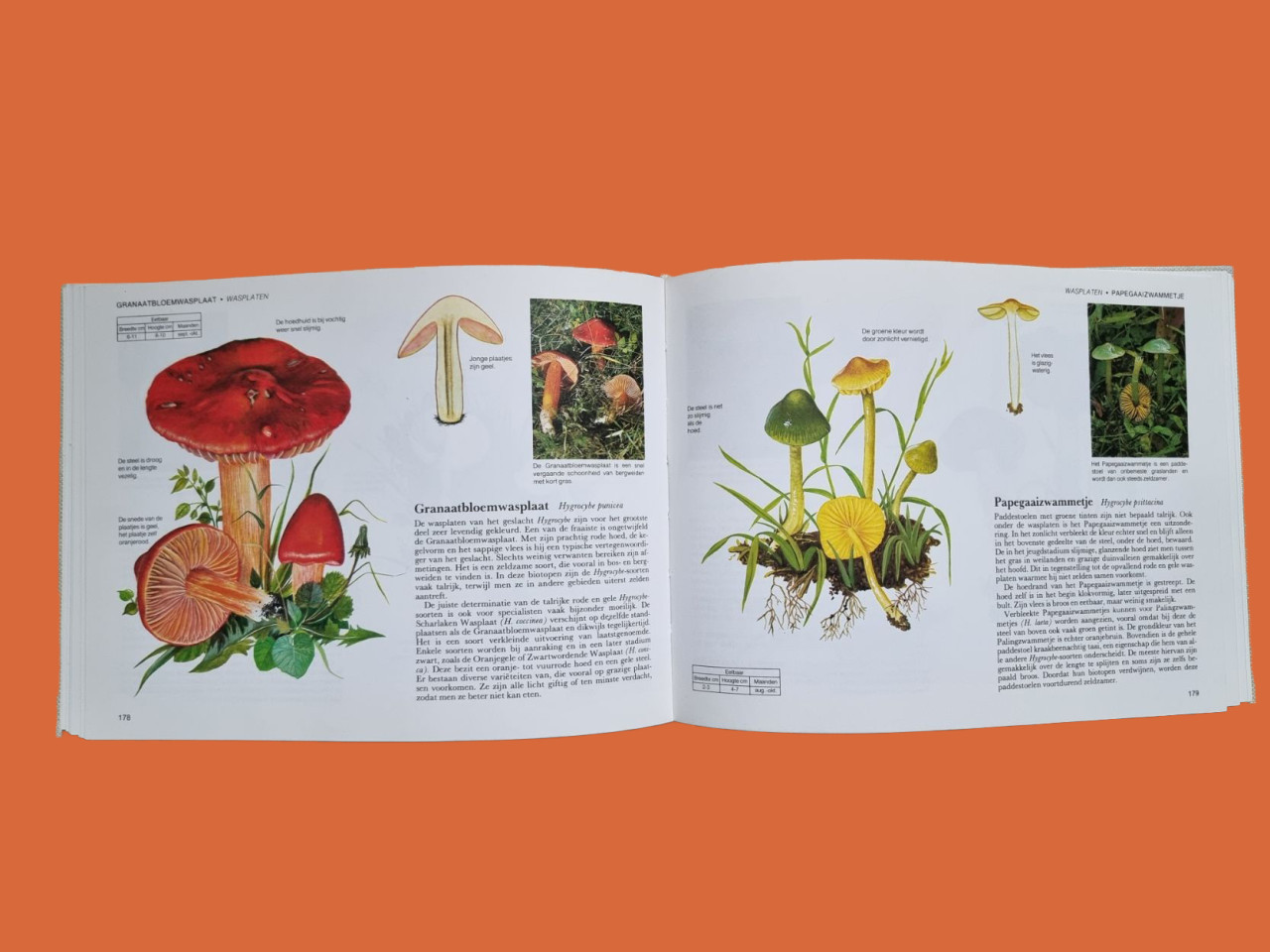 Paddestoelen van west- en midden Europa (Readers Digest)