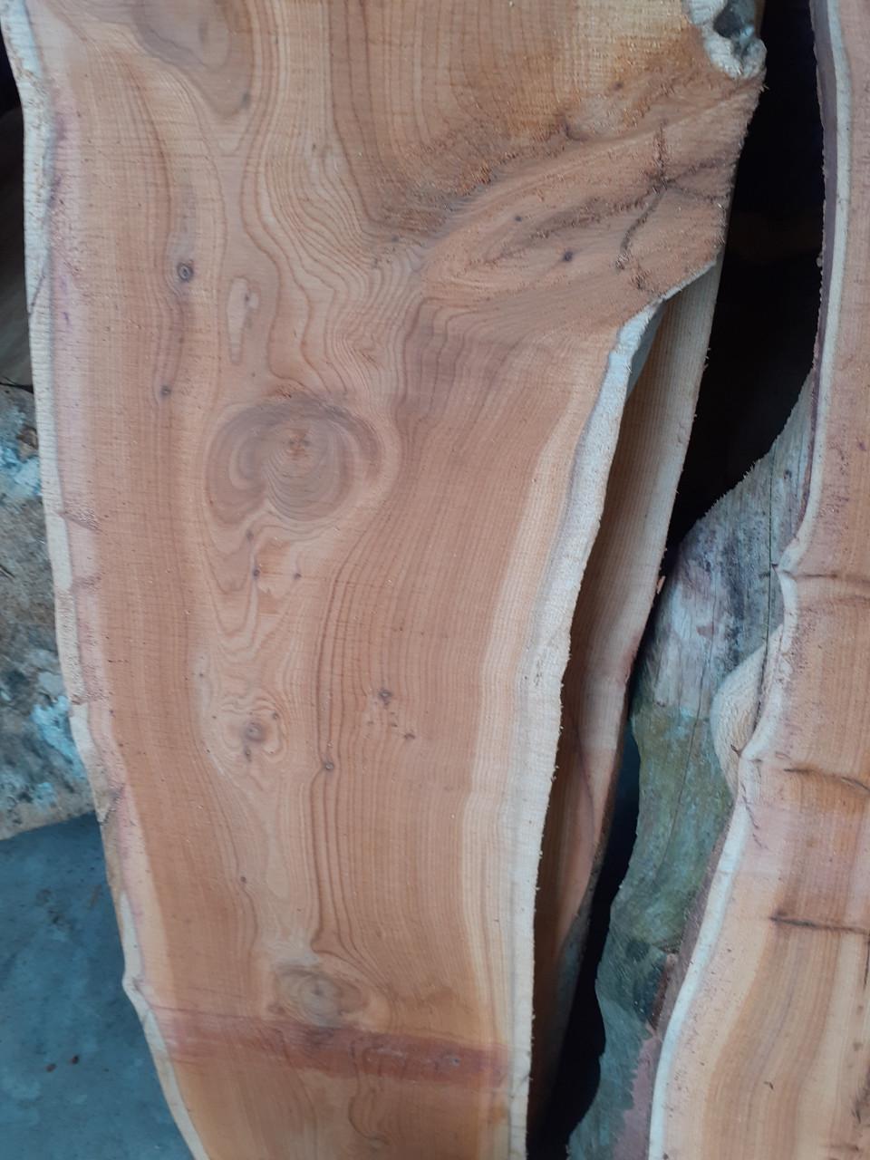 Taxus ceder linde  plataan kers boomstamblad va 10 euro, koffie gratis