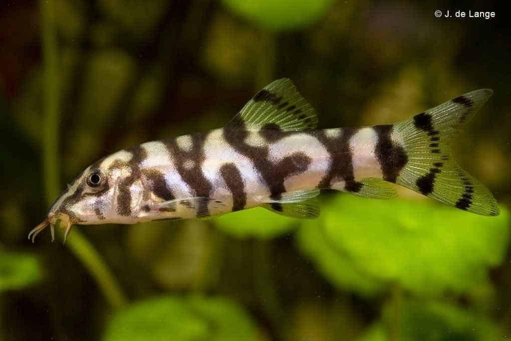 Te koop, groepje botia kubotai 6 stuks paar maanden oud.