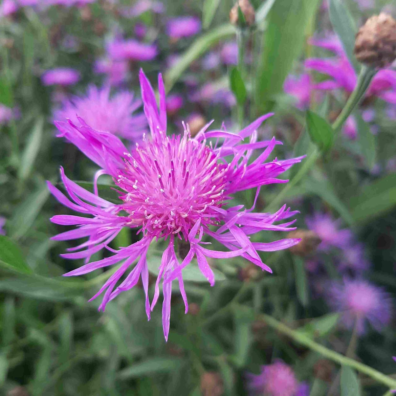 Zaden Gewoon Knoopkruid - Centaurea Jacea BIO