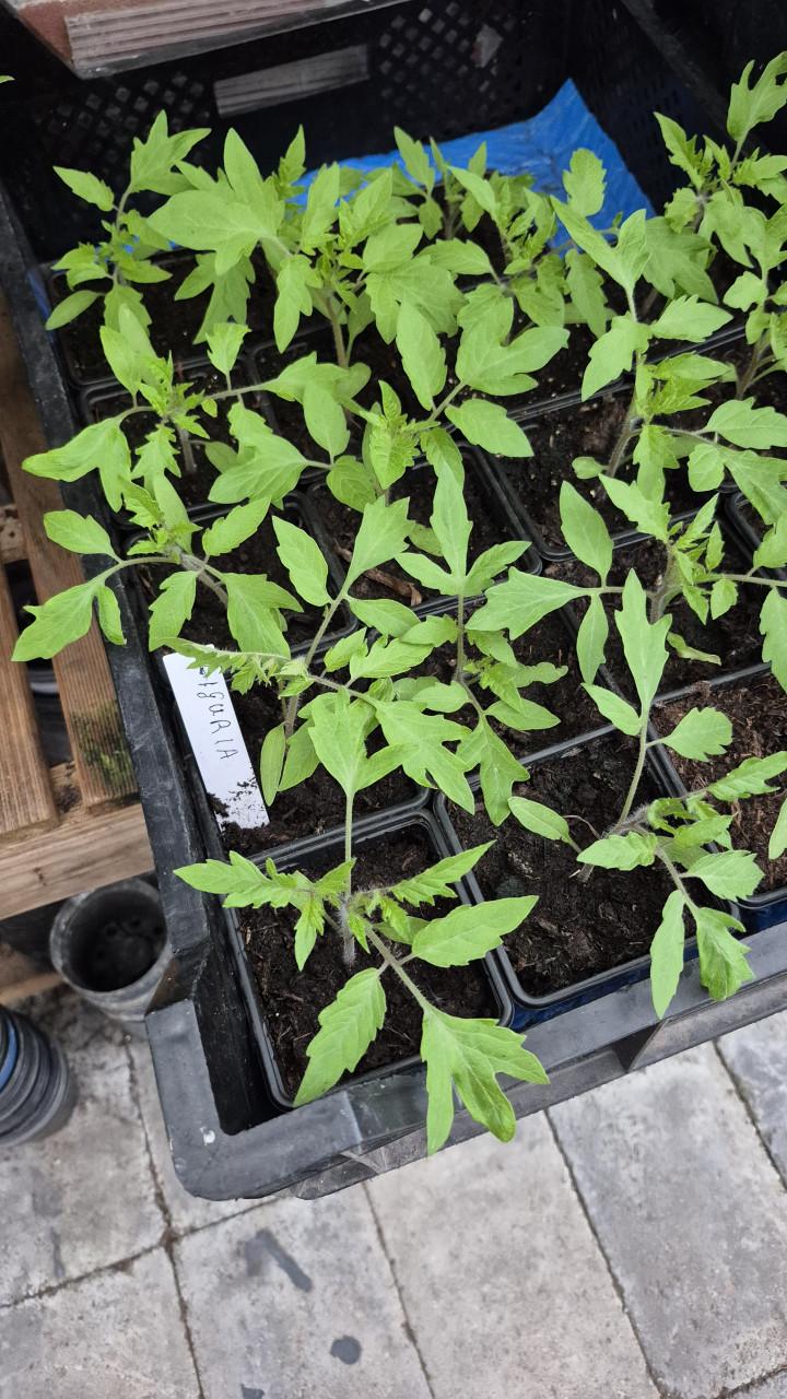 Vleestomaten plantjes