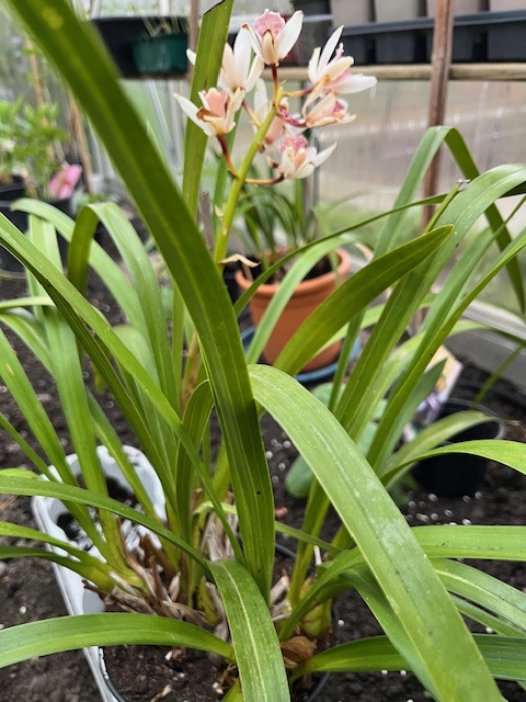 Cymbidium-planten