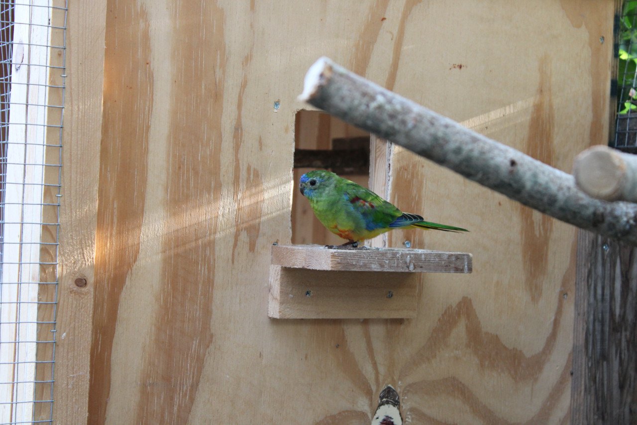 Turquoisine parkieten