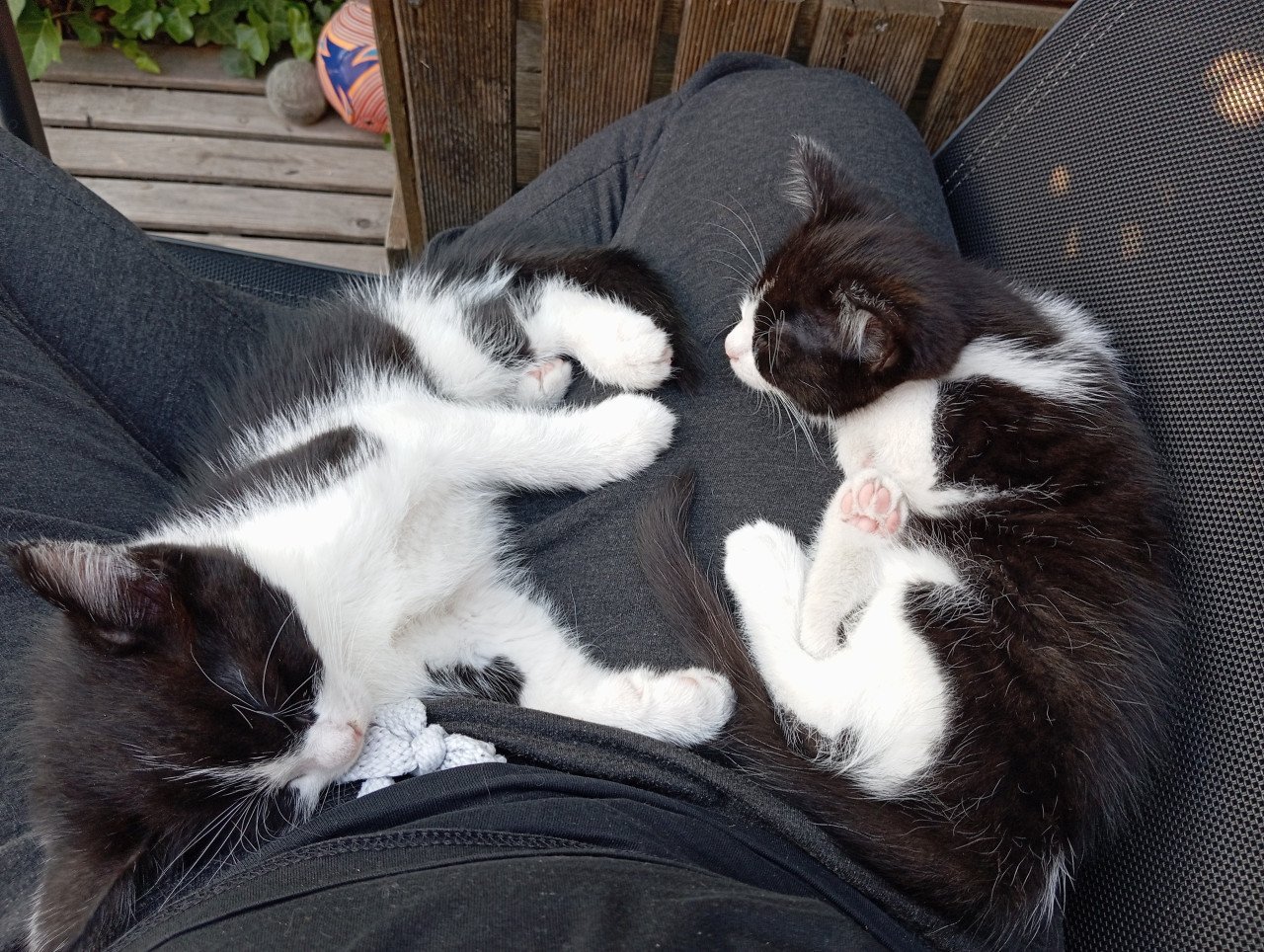 Kitten vrouwtje