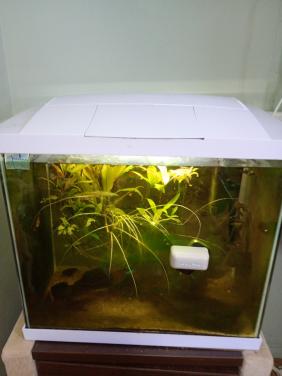 Aquarium met guppies