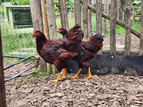 RIR Rhode island red haan