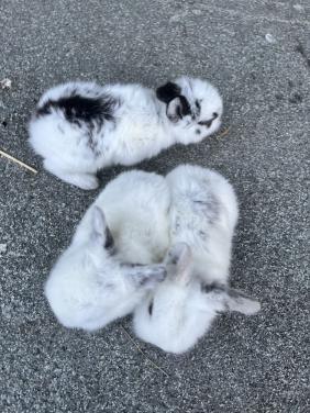 Baby konijntjes