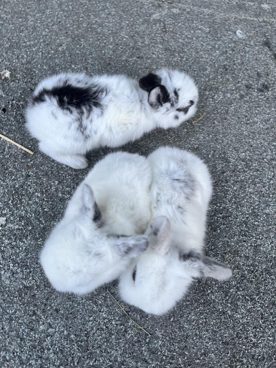Baby konijntjes