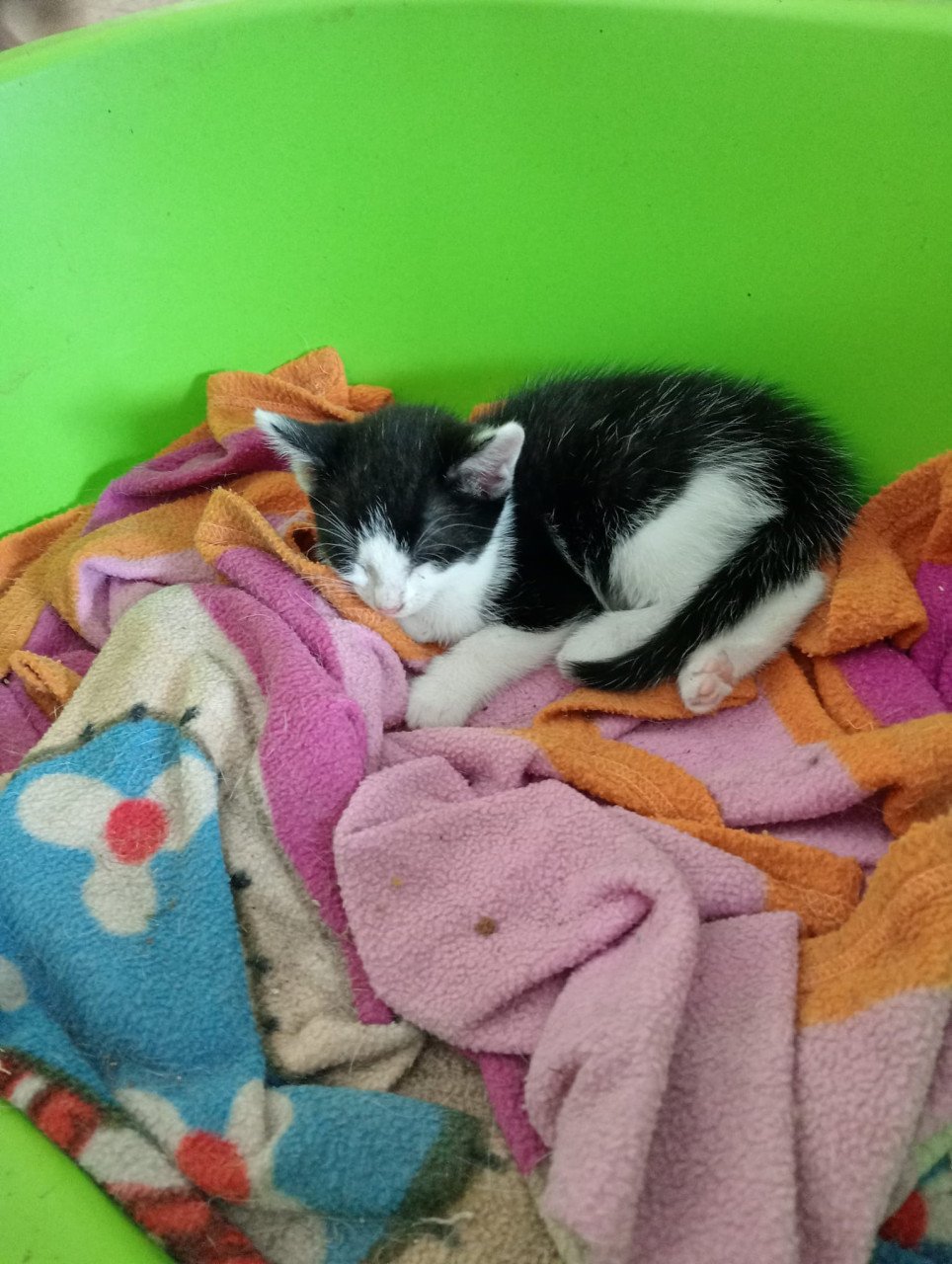Kittens te koop
