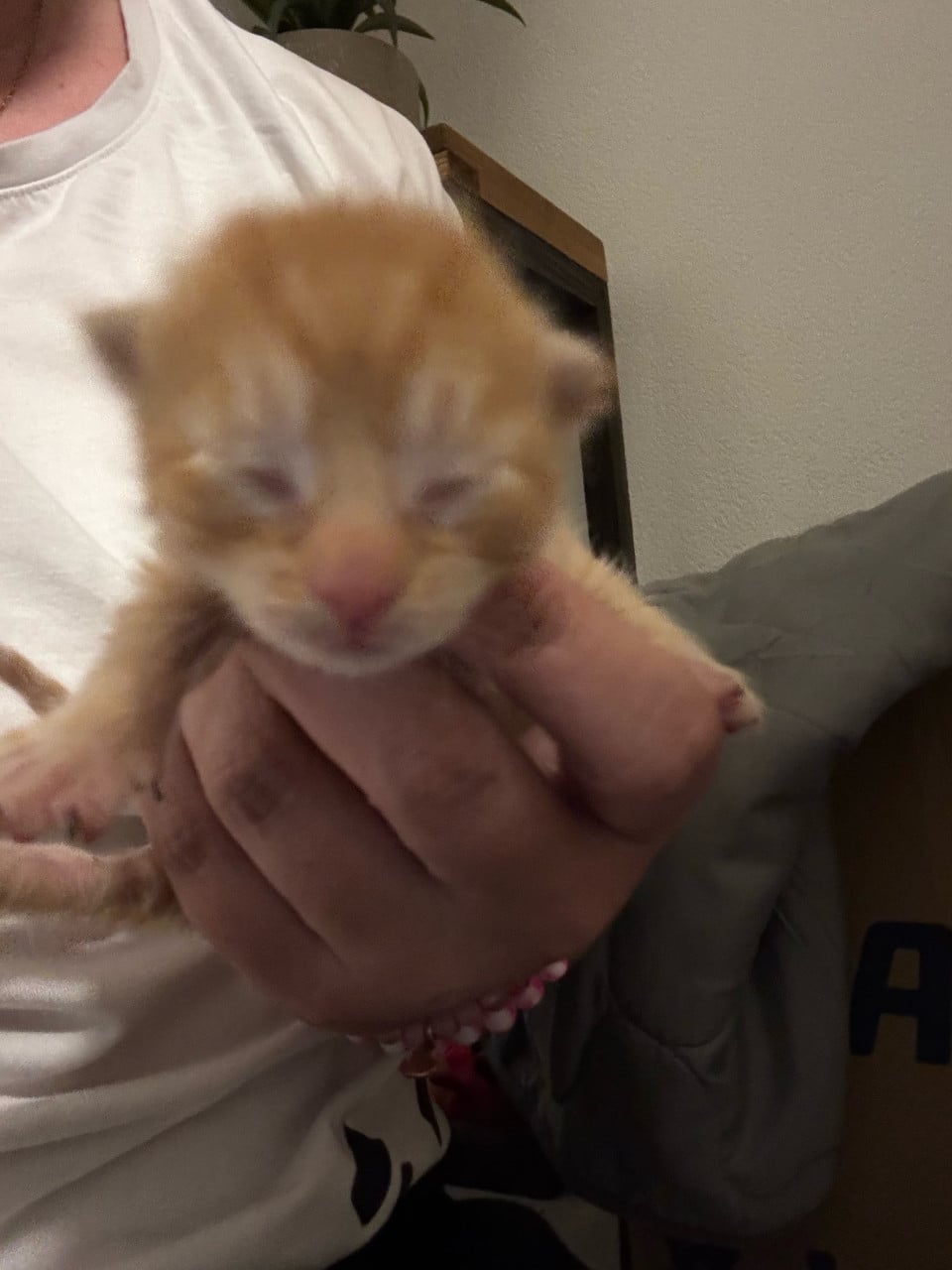 Mooie kittens te koop