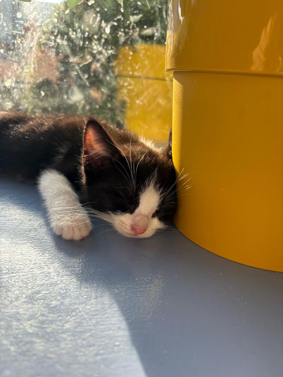 Kitten
