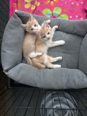 2 lieve kittens