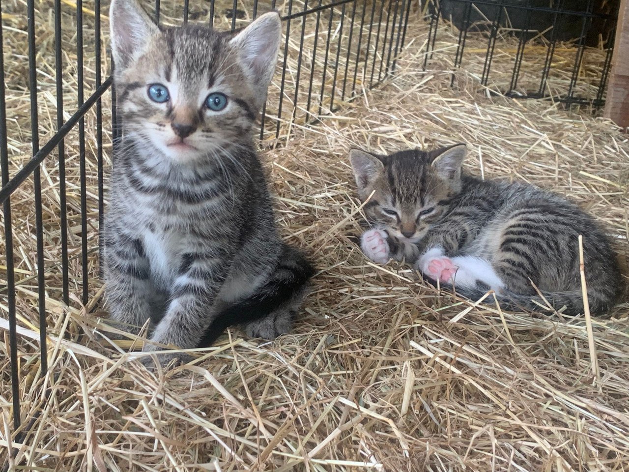Kittens katten poes